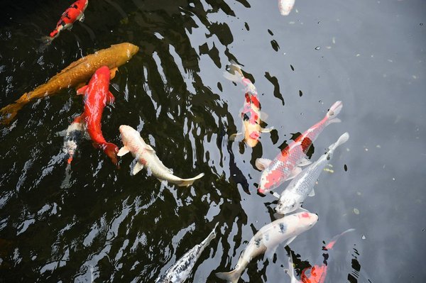 Comment créer un espace de travail Feng Shui pour augmenter la productivité ?