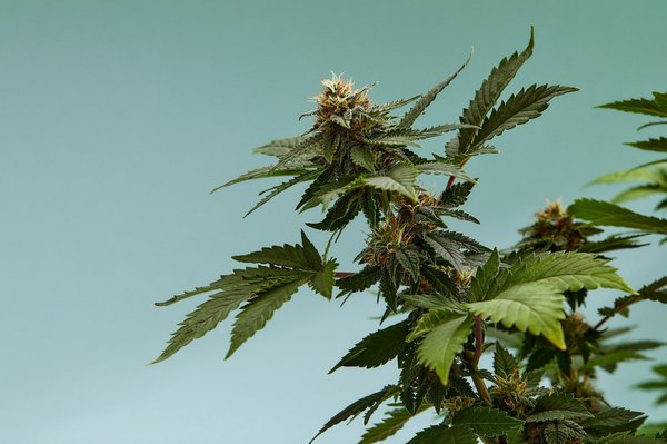 Tout savoir sur la fleur cbd et ses bienfaits
